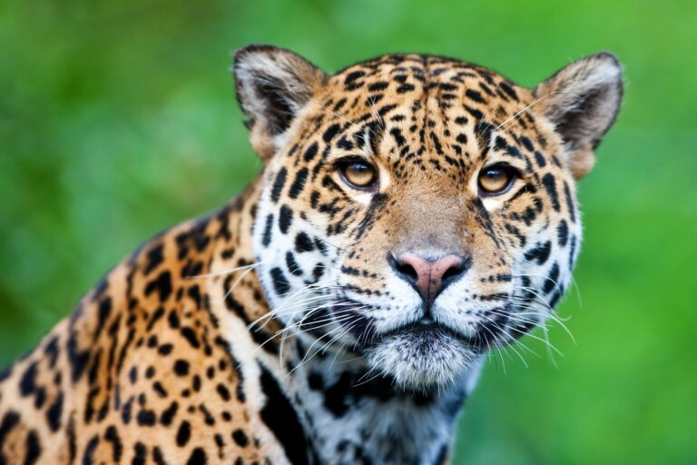 Close-up portrait of a jaguar showing its distinctive spotted rosette pattern and intense amber eyes, in the Rupununi region of Guyana