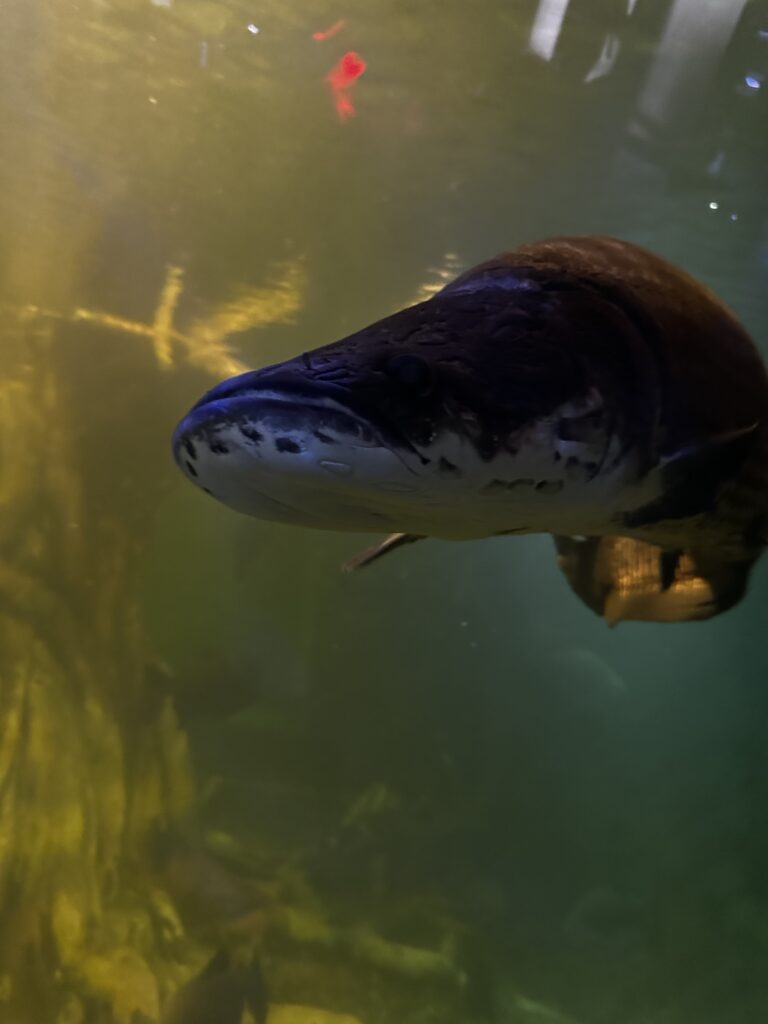 Oma “Mother of All Fish”: Arapaima and Rupununi Fisheries