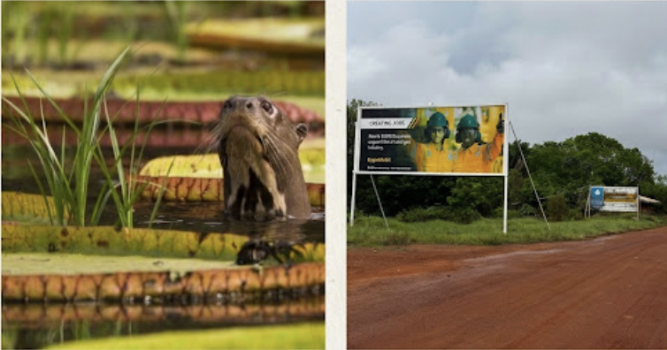 A giant river otter among giant water-lily pads at Karanambu, beside a roadside billboard promoting oil-industry jobs on a red-dirt Rupununi road, Region 9, Guyana.